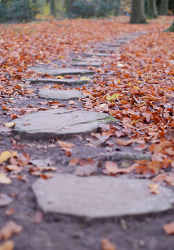 Steinpfad im Herbst