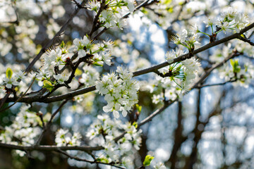 plum blossom branches against the blue sky