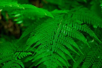 Microlepia strigosa, known as hay-scented fern, lace fern, rigid lace fern and palapalai, is a fern indigenous to the Hawaiian islands. Mount Kaala Trail / Waianae Valley, Oahu, Hawaii.  - 440231916