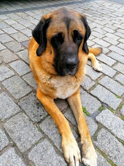 Fototapete bei efototapeten.de bestellen   