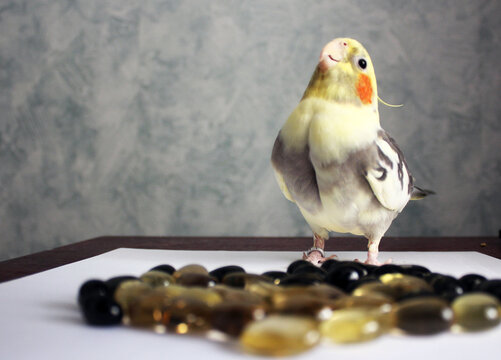 The parrot Corella plays with stones.