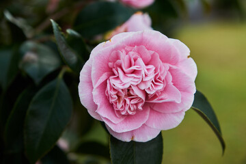 Vigorous and fast growing, Camellia sasanqua 'Plantation Pink' is an upright evergreen shrub with masses of large, sweetly scented single to semi-double, soft pink flowers with a wonderful boss of gol © Graham