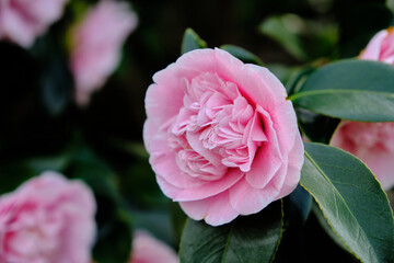 Vigorous and fast growing, Camellia sasanqua 'Plantation Pink' is an upright evergreen shrub with masses of large, sweetly scented single to semi-double, soft pink flowers with a wonderful boss of gol - obrazy, fototapety, plakaty