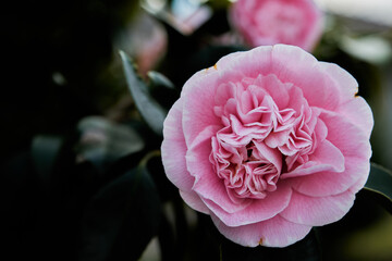 Camellia's native to China and Japan. It is usually found growing up to an altitude of 900 metres....