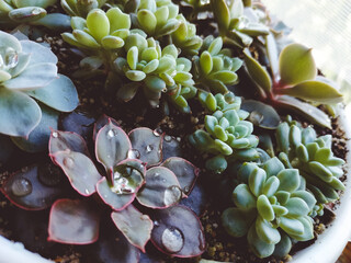 Close up arrangement of beautiful succulent plants, easy care indoor plant photo of echeveria. Home...