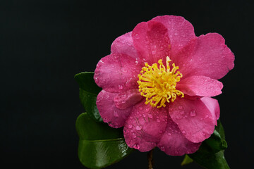 Camellia Sasanqua, (Paradise Belinda). Camellia's native to China and Japan. It is usually found...