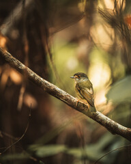 Yellow eastern robin