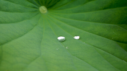 蓮の葉の水滴