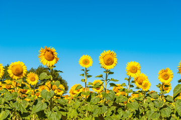Summer sunflower field and blue sky. Sunflower natural background.