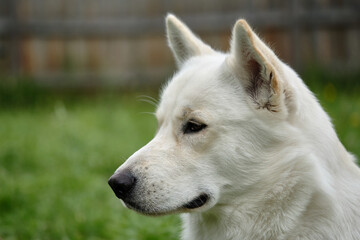 White Male Siberian Husky. Miska At 14 Months Old.
