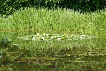 Seerosen mit Schilf