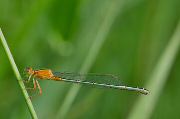 close up of a dragonfly on the grass stem