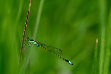 close up of a dragonfly on the grass stem
