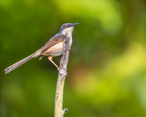 Ashy Prinia sitting on a plant