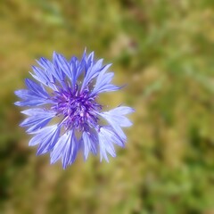 Kornblume - Centaurea cyanus