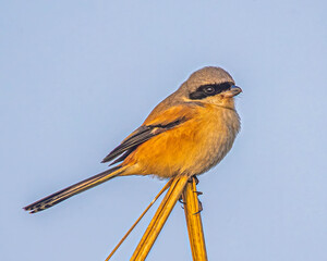 Longtail Shrike on a plant