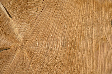 wood texture. Old spruce cut