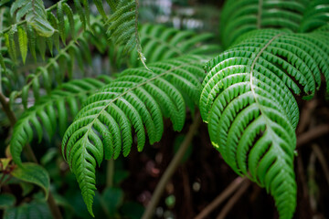 ferns . Cibotium chamissoi. Waianae Range , Mount Kaala Trail , Oahu, Hawaii