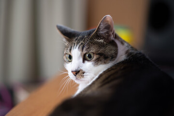 Obraz premium 見つめる猫 キジトラ猫