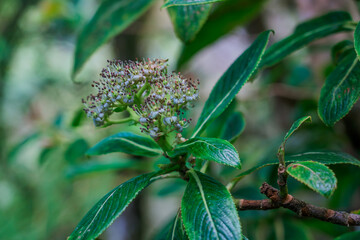 Broussaisia arguta, the kanawao, is a species of perennial flowering plant in the Hydrangea family, Hydrangeaceae, that is endemic to Hawaiʻi.  Waianae Range , Mount Kaala Trail , Oahu, Hawaii