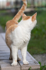 目線を逸らす猫