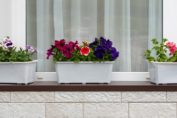 Flowers on windowsill