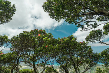 Metrosideros tremuloides. family Myrtaceae. Waianae Range , Mount Kaala Trail , Oahu, Hawaii