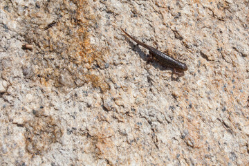 Iberian newt, Acebo village, Sierra de Gata, Extremadura, Spain