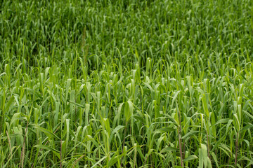 Fototapeta premium Green Grass Background