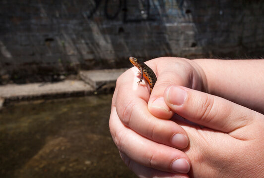 Iberian Newt, Acebo Village, Sierra De Gata, Extremadura, Spain