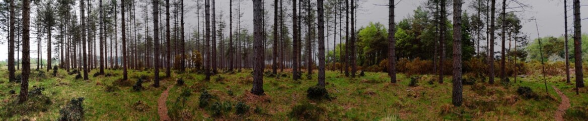 Fototapeta na wymiar Wide panoramic forest, deep and full of contrast and colour. 