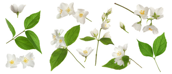 Set with beautiful tender jasmine flowers and green leaves on white background. Banner design - obrazy, fototapety, plakaty