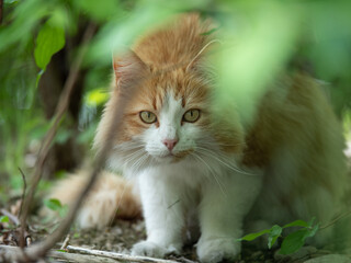 Naklejka na ściany i meble Beautiful Portrait of a Cat Hidden among the Leaves and with Light Brown and White Fur