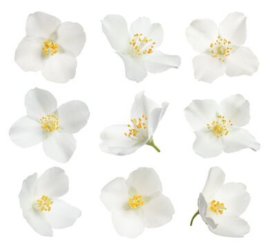 Set with beautiful tender jasmine flowers on white background