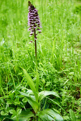 Orchis - wild orchid in  blossom