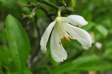 Lemon blooming in Florida nature, closeup