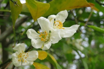 Blooming lemon tree in Florida nature, closeup