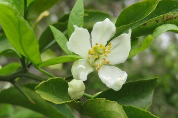 Lemon flower in Florida nature, closeup