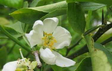 Blooming lemon tree in Florida nature, closeup
