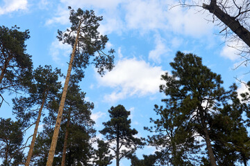 Obraz premium tops of pine trees against a blue sky with clouds