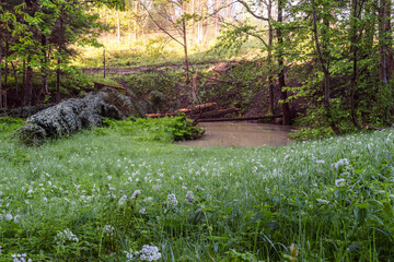 River surrounded by greenery after a downpour in spring, forest and old wooden logs