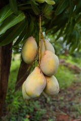 mangos on the tree