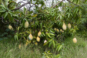 close up of an tree in the garden