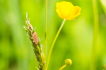 yellow insect eggs on the grass