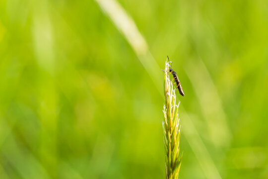 Calameuta filiformis, flying long worm on the grass