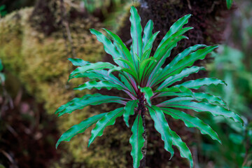 Trematolobelia macrostachys. The Hawaiian lobelioids are a group of flowering plants in the bellflower family, Campanulaceae. Waianae Range , Mount Kaala Trail , Oahu, Hawaii