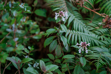 Naklejka na ściany i meble Phyllostegia grandiflora. Phyllostegia is a genus of flowering plant in the mint family, Lamiaceae. Waianae Range , Mount Kaala Trail , Oahu, Hawaii
