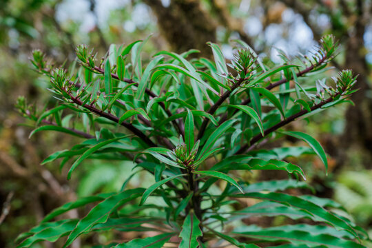Trematolobelia macrostachys. The Hawaiian lobelioids are a group of flowering plants in the bellflower family, Campanulaceae. Waianae Range , Mount Kaala Trail , Oahu, Hawaii
