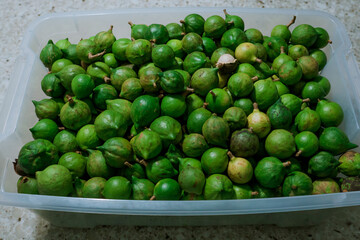 Macadamia , Queensland nut, bush nut, maroochi nut, bauple nut and Hawaii nut. Mount Kaala Trail / Waianae Valley, Oahu, Hawaii.

