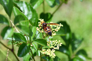 ヒメスズメバチ（埼玉県/6月）